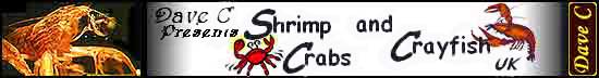 S C and C Banner This page is dedecated to freshwater Shrimp Crabs and Crayfish for the freshwater home Aquarium.